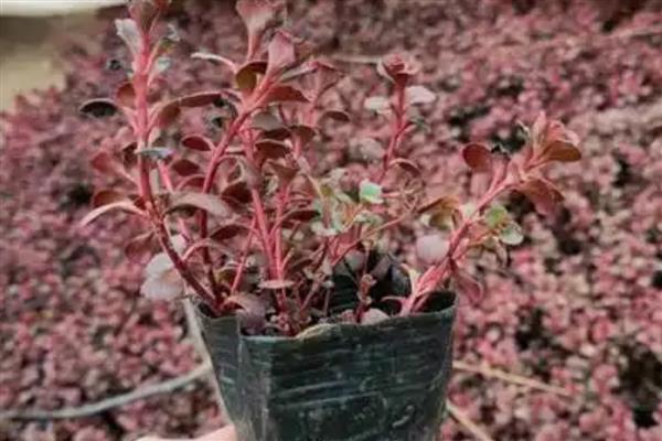 红叶景天属于哪里的植物,原产地在热带干旱地区