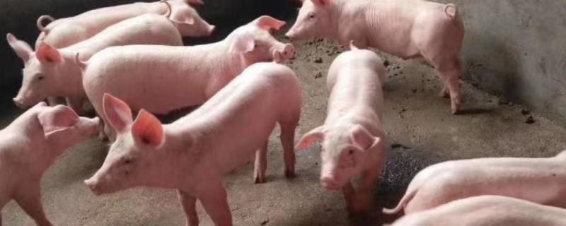 三元母猪和二元母猪有什么区别，品种、生长特点都不同
