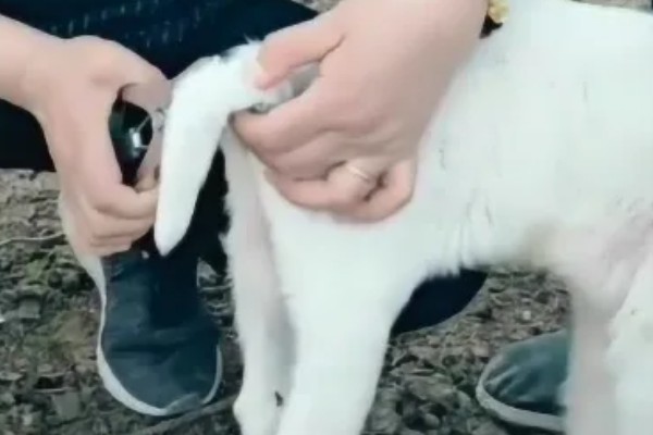 冬天给羊羔断尾行吗,冬天可以给羊羔断尾