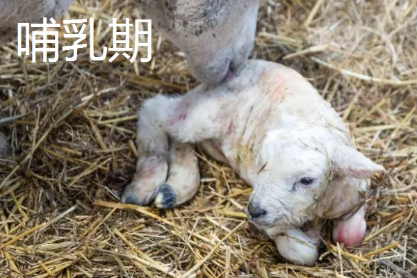 冬天给羊羔断尾行吗,冬天可以给羊羔断尾