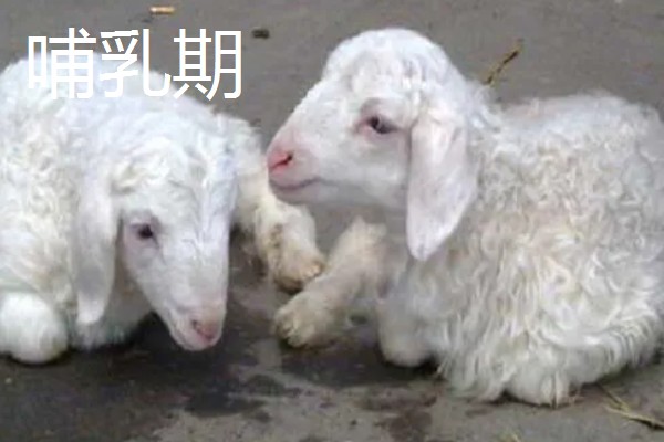 冬天给羊羔断尾行吗,冬天可以给羊羔断尾