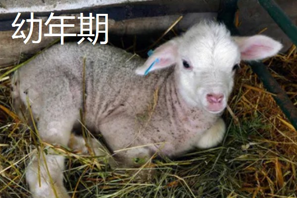 冬天给羊羔断尾行吗,冬天可以给羊羔断尾