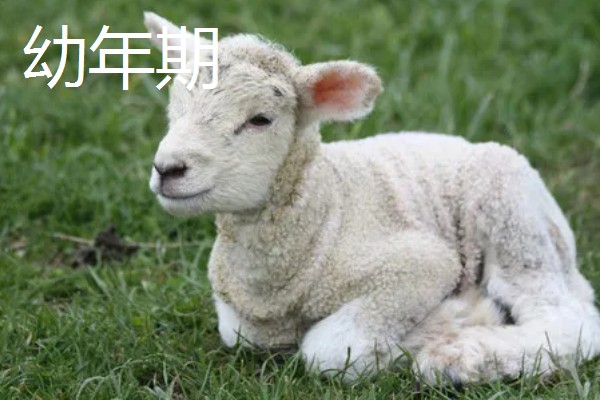 冬天给羊羔断尾行吗,冬天可以给羊羔断尾