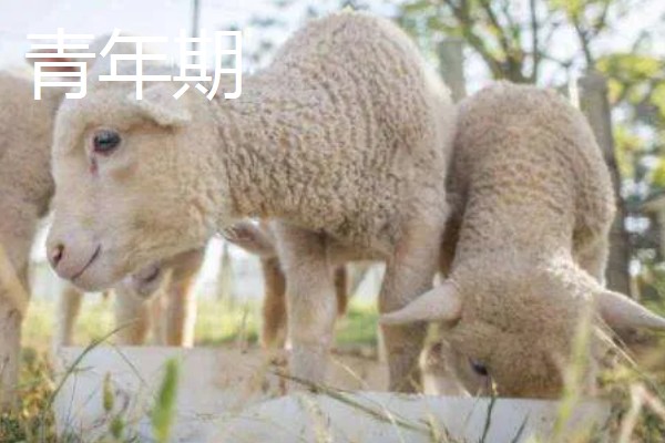 冬天给羊羔断尾行吗,冬天可以给羊羔断尾
