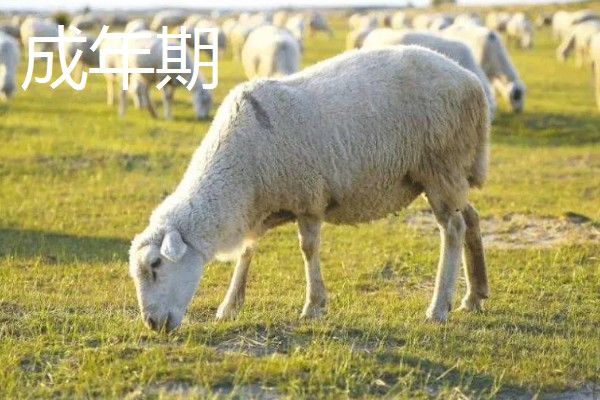 冬天给羊羔断尾行吗,冬天可以给羊羔断尾