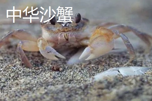 中华沙蟹是淡水螃蟹吗，是河蟹和海蟹中间的过渡亚种