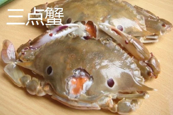 中华沙蟹是淡水螃蟹吗，是河蟹和海蟹中间的过渡亚种