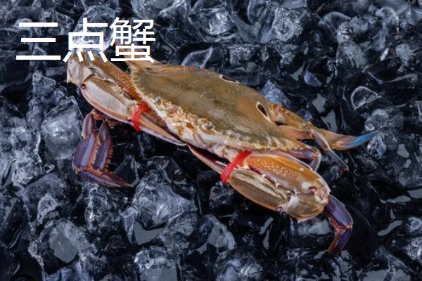 中华沙蟹是淡水螃蟹吗，是河蟹和海蟹中间的过渡亚种