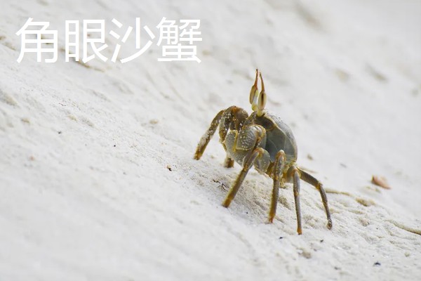 中华沙蟹是淡水螃蟹吗，是河蟹和海蟹中间的过渡亚种