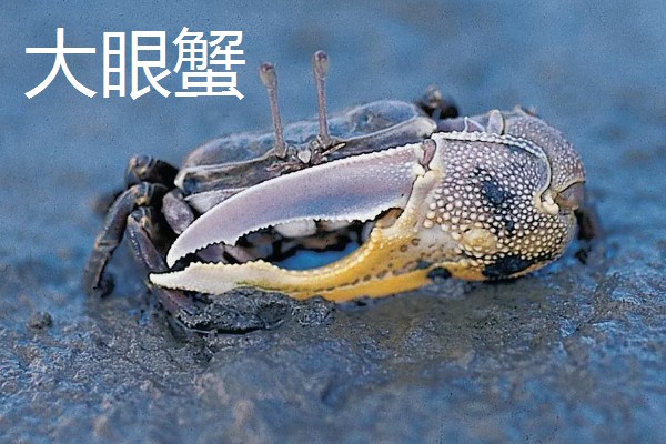 中华沙蟹是淡水螃蟹吗，是河蟹和海蟹中间的过渡亚种