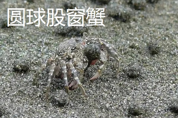 中华沙蟹是淡水螃蟹吗，是河蟹和海蟹中间的过渡亚种