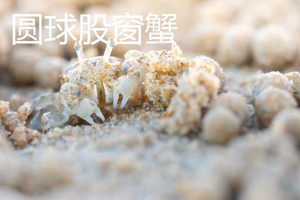 中华沙蟹是淡水螃蟹吗，是河蟹和海蟹中间的过渡亚种