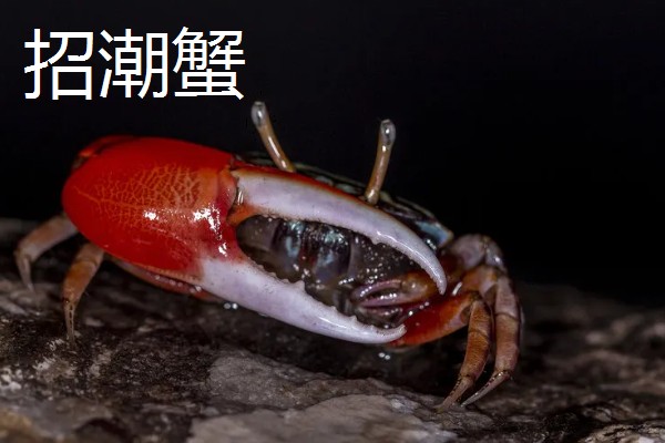 中华沙蟹是淡水螃蟹吗，是河蟹和海蟹中间的过渡亚种