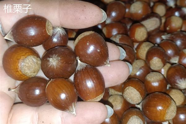 椎栗子与橡子的区别，椎栗子与橡子为不同植物