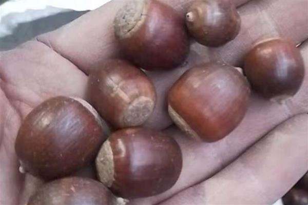 椎栗子与橡子的区别，椎栗子与橡子为不同植物
