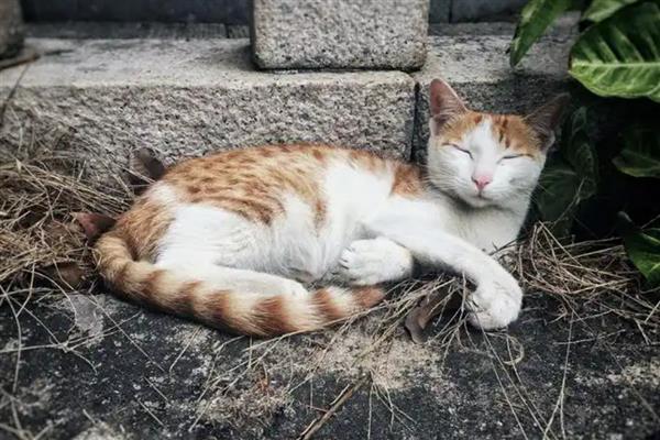 猫身上有皮屑的原因,可能是营养不良所致