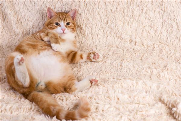 猫身上有皮屑的原因,可能是营养不良所致