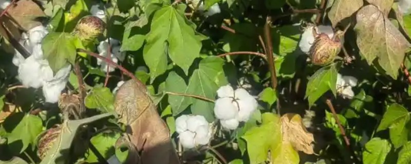 棉花微量元素的缺素症状，缺锌会导致棉花叶片小