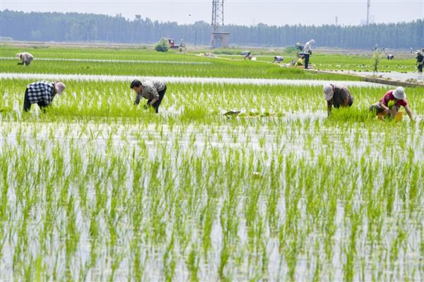 水稻三控施肥技术，包括控肥、控苗和控病虫