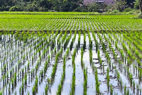 水稻三控施肥技术，包括控肥、控苗和控病虫