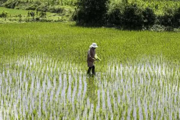 水稻三控施肥技术，包括控肥、控苗和控病虫