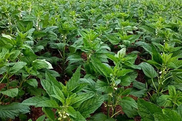 芝麻的种植技术，栽种必须在7月底完成