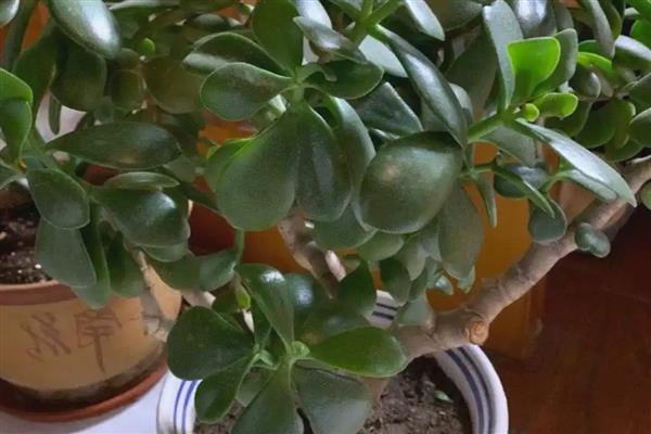 玉树多久浇水一次,根据植株长势进行调整