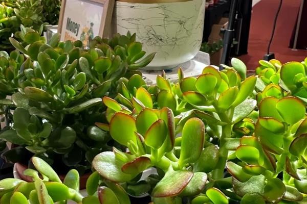 玉树多久浇水一次,根据植株长势进行调整