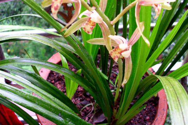 兰花种子如何育苗，适宜生长在微酸性土壤中