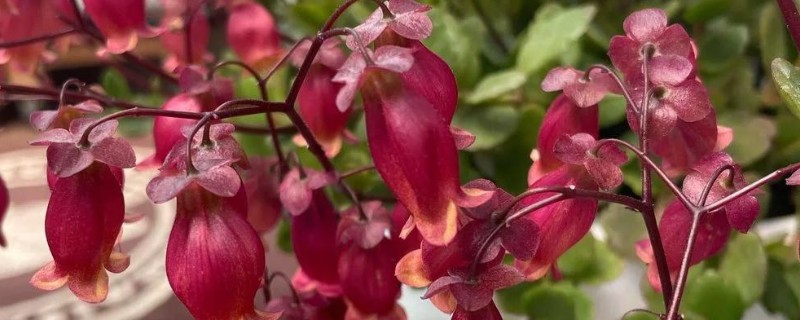 宫灯长寿花如何养殖，每2-3天浇1次水