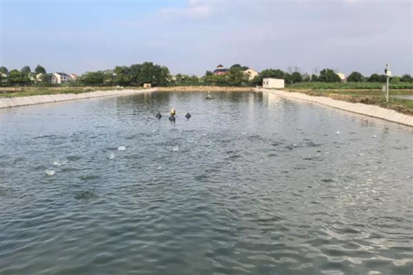 鱼塘养鱼喂食次数，一天投喂2-4次左右