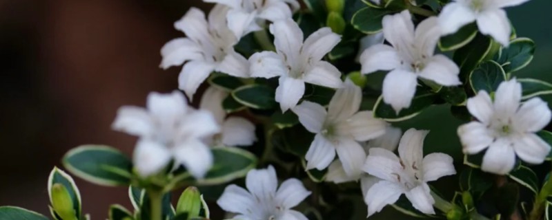 六月雪不发芽如何处理，浇水过多要放在通风处蒸发水分