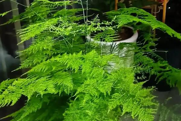 文竹的招财位置,适合摆放在客厅、书房中