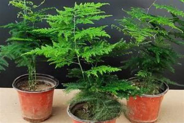 文竹的招财位置,适合摆放在客厅、书房中