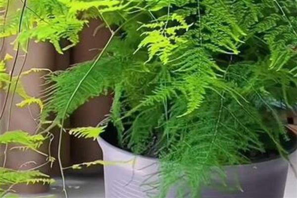 文竹的招财位置,适合摆放在客厅、书房中