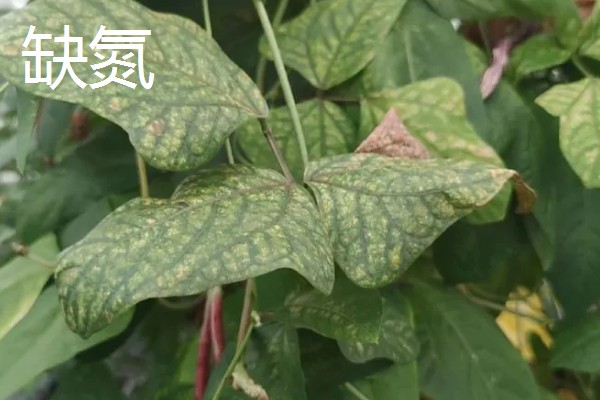 豆角缺素的症状，缺不同元素的症状不同