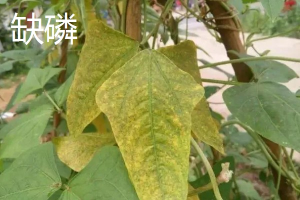 豆角缺素的症状，缺不同元素的症状不同