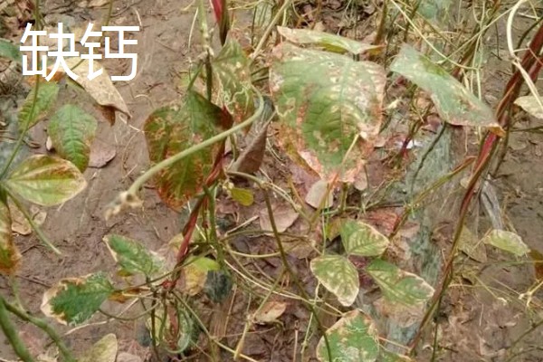 豆角缺素的症状，缺不同元素的症状不同