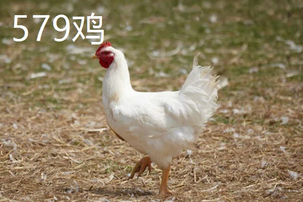 579鸡属于什么品种，属于褐壳鸡