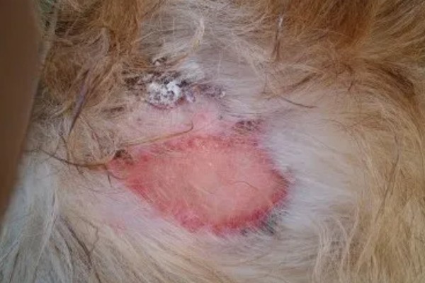 狗狗剃毛后出现红疹的原因，受到刺激、细菌感染、跳蚤咬伤都会引起