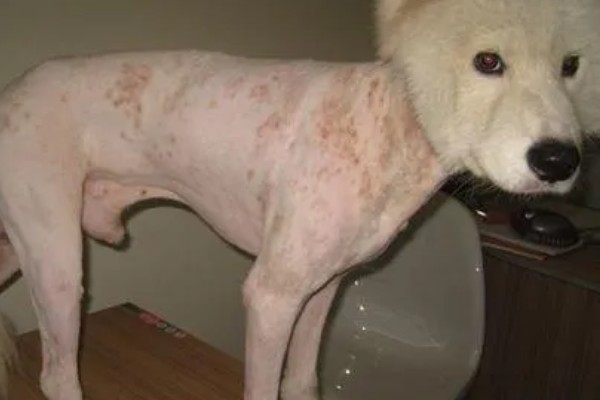 狗狗剃毛后出现红疹的原因，受到刺激、细菌感染、跳蚤咬伤都会引起