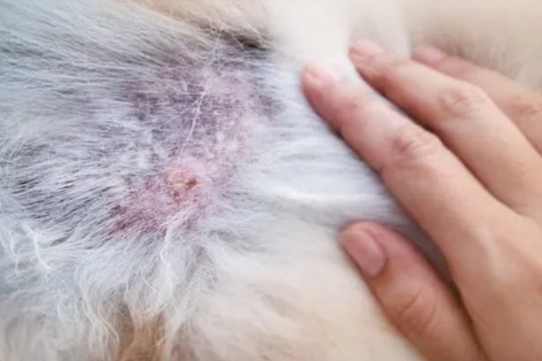 狗狗剃毛后出现红疹的原因，受到刺激、细菌感染、跳蚤咬伤都会引起