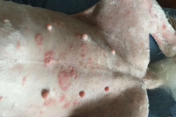 狗狗剃毛后出现红疹的原因，受到刺激、细菌感染、跳蚤咬伤都会引起