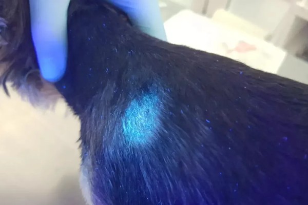 狗狗剃毛后出现红疹的原因，受到刺激、细菌感染、跳蚤咬伤都会引起