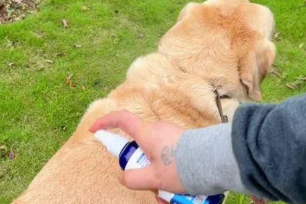 狗狗剃毛后出现红疹的原因，受到刺激、细菌感染、跳蚤咬伤都会引起