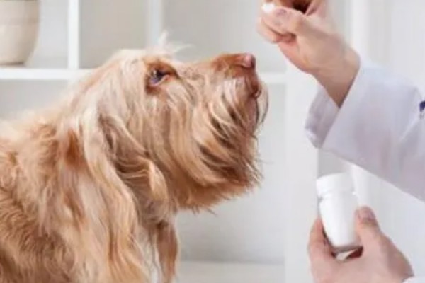 狗狗剃毛后出现红疹的原因，受到刺激、细菌感染、跳蚤咬伤都会引起