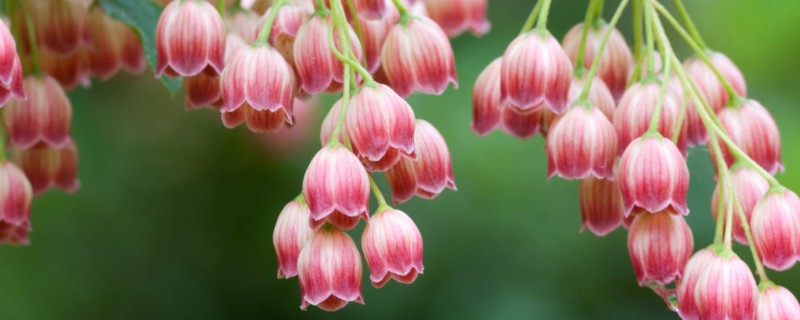 吊钟花的寓意，寓意吉祥如意、相信爱等