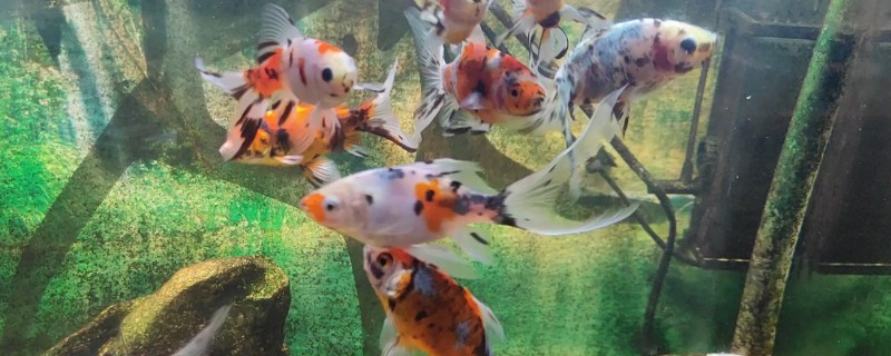 鱼类的食物有哪些，可喂食动物性饲料、植物性饲料等