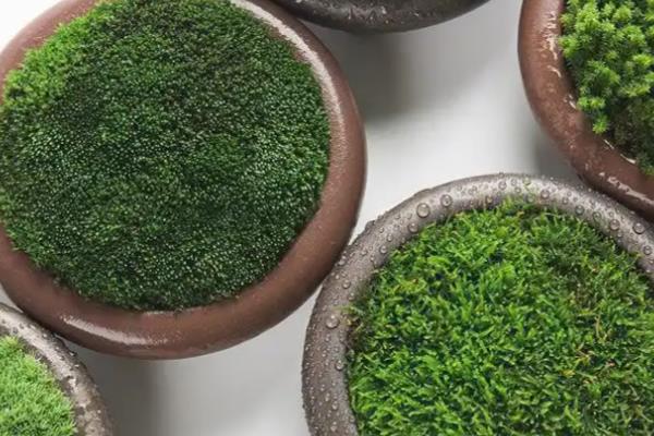 怎么种苔藓孢子粉，选在每年的5-9月份进行