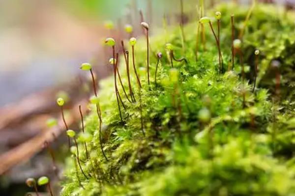 怎么种苔藓孢子粉，选在每年的5-9月份进行
